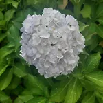 Refugio Hortensias *