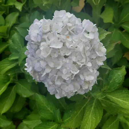 Refugio Hortensias *