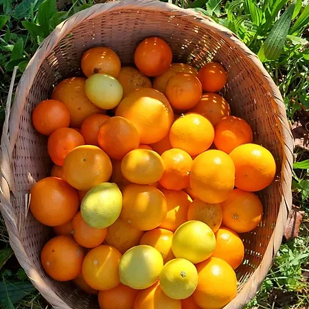 Refugio Hortensias بيت للعطل سينفايس