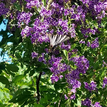 Refugio Hortensias * سينفايس