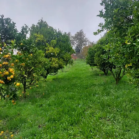 Refugio Hortensias シンファンイス