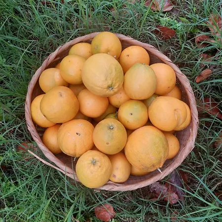 別荘 Refugio Hortensias *