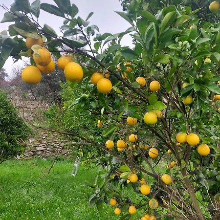 Refugio Hortensias Cinfães