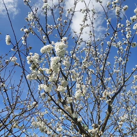 Refugio Hortensias بيت للعطل