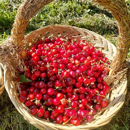 Refugio Hortensias Σπίτι διακοπών Cinfaes