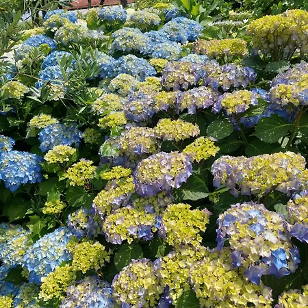 Refugio Hortensias