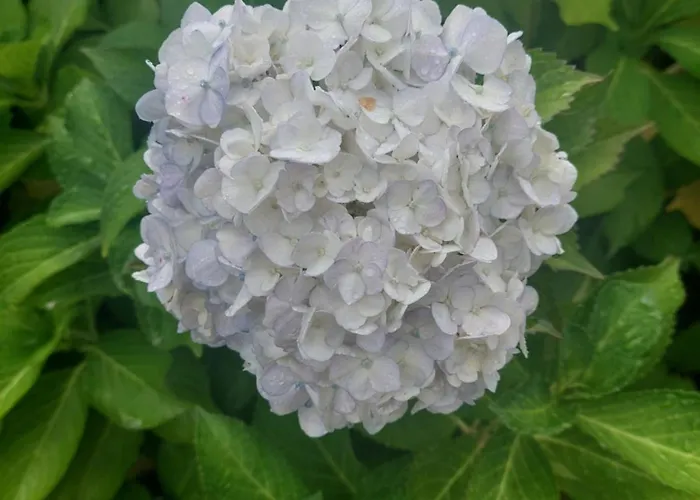 Refugio Hortensias *