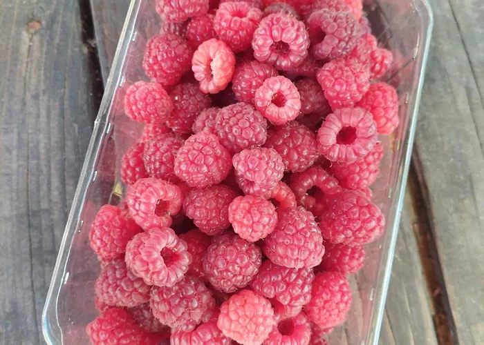 Refugio Hortensias Vakantiehuis Cinfães