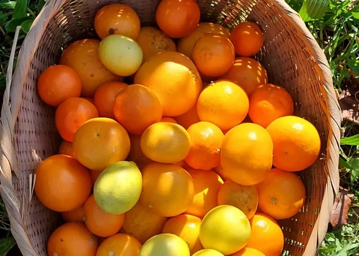 Refúgio Hortênsias Casa de Férias Cinfães