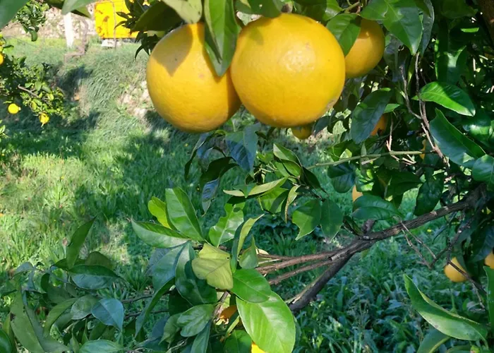 Refúgio Hortênsias Cinfães