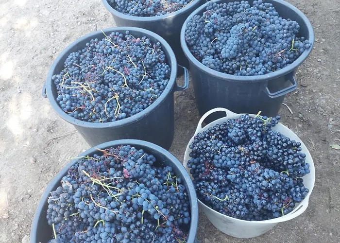 Vakantiehuis Refugio Hortensias Cinfães