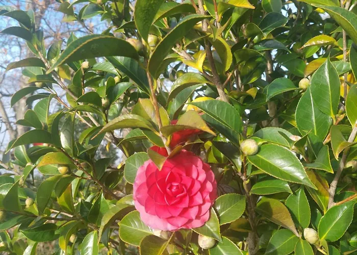 Casa de Férias Refúgio Hortênsias Cinfães