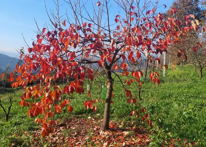 Refúgio Hortênsias Hébergement de vacances