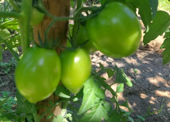 Casa de Férias Refúgio Hortênsias Cinfães