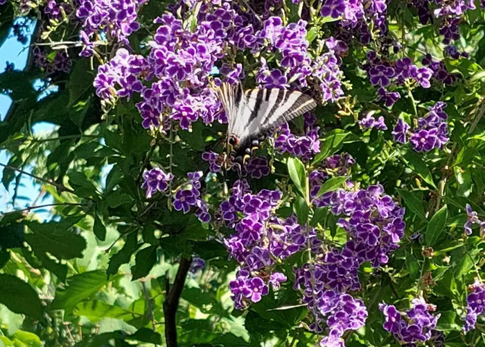 Refúgio Hortênsias * Cinfães