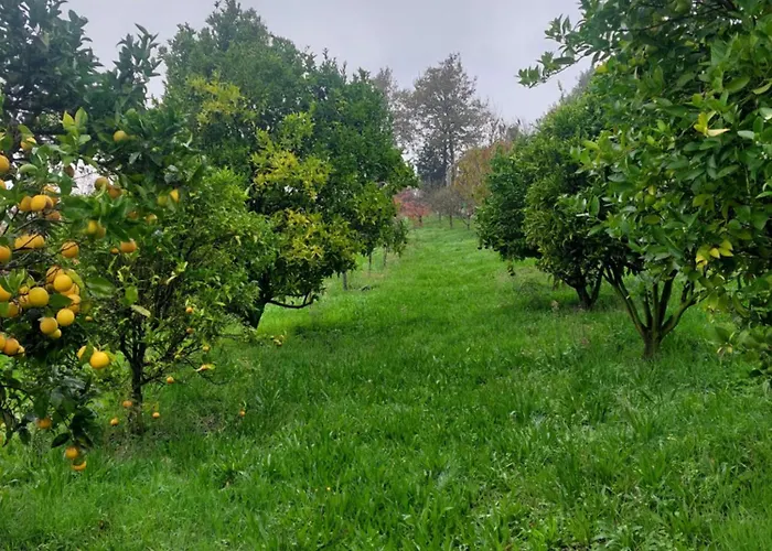 Refúgio Hortênsias Cinfães