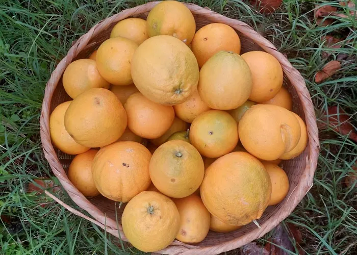 Vakantiehuis Refugio Hortensias *