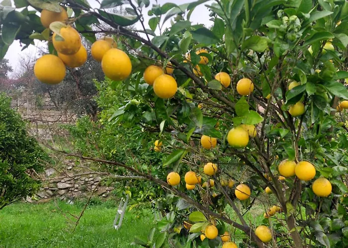 Refúgio Hortênsias Cinfães