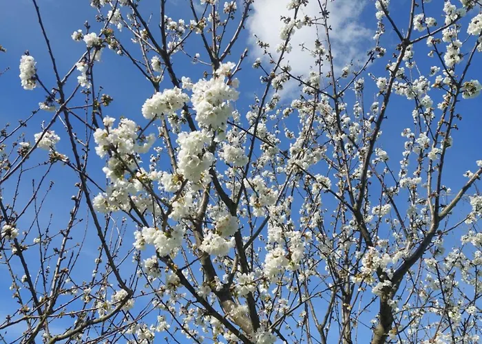 Refúgio Hortênsias Hébergement de vacances